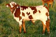 Super Strike - Melodious x Super Bowl - 2004 Bull - p_2753