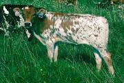 Fulap - Fugue x Victory Lap - 2004 Heifer - p_2850