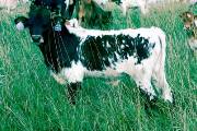 Victory Run - Obvious Shadow x Victory Lap - 2004 Bull - p_2884