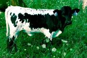 Over Shadowed - Do Over x Shadow Savvy - 2004 Heifer - p_2903