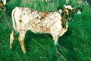 Galap - Ga Zing x Victory Lap - 2004 Heifer - p_2909