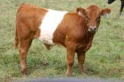 p_3076_s.jpg - Circle of Chad x Cycle Progress - 2004 Bull