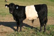 p_3229_s.jpg - Mandy Jack x Cycle Progress - 2004 Bull