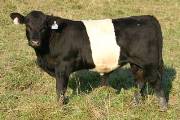 p_3243_s.jpg - Oriscular x Cycle Progress - 2004 Bull