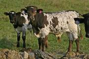 Well To Do Calf 2004 - Well To Do x Unloofed - 2006 Bull - p_3248