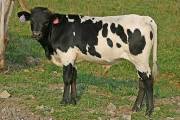 Dirty Doer Calf 2004 - Dirty Doer x Unloofed - 2004 Bull - p_3254