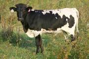 Savvy Scandal - Highest Hour x Shadow Savvy - 2004 Heifer - p_3274