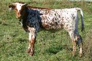 Adrena Shadow Calf 2004 - Adrena Shadow x Super Bowl - 2004 Bull - p_3751