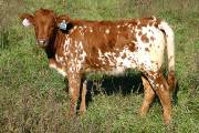 Rose Bowl - Rose In The Wind x Super Bowl - 2004 Heifer - p_3754