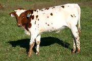Super Shot - Amazing Shot x Super Bowl - 2004 Heifer - p_3759