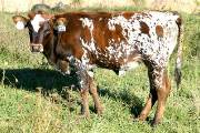 Super Special - Not Lethal x Super Bowl - 2004 Heifer - p_3764
