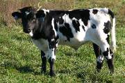 Just Score Calf 2004 - Just Score x Super Bowl - 2004 Bull - p_3771