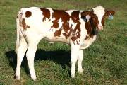 Super Sadie - Sadie Sam x Super Bowl - 2004 Heifer - p_3780