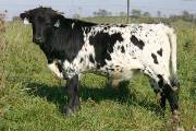 Smokin The Field - Right Fielder x Coal Smoke - 2004 Bull - p_4233
