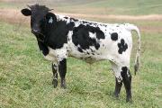Win Quest - Cute Conquest x Winchester - 2004 Bull - p_4348