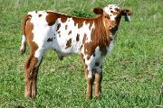 Super Strike - Melodious x Super Bowl - 2004 Bull - p_750