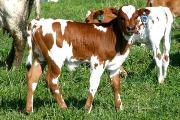 Super Collider - Coquese x Super Bowl - 2004 Bull - p_759
