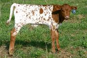 Super Fielder - Field Of Pearls x Super Bowl - 2004 Bull - p_789