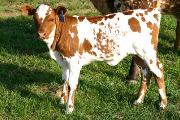 Super Coeta - Sena Coetta x Super Bowl - 2004 Heifer - p_878