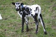 r_1092_s.jpg - High Hope x Mile Marker - 2005 Heifer