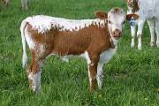 r_1195_s.jpg - Ariel x Mile Marker - 2005 Heifer