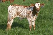 Zickel Lap - Zickelfoose x Victory Lap  2005 Bull - r_1199