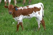 Killer Blend - Special Blend x Over Kill - 2005 Heifer - r_1300