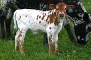 Limited Hope - Blessed Hope x Unlimited - 2005 Heifer - r_1308