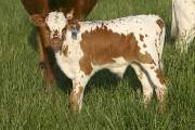 r_1501_s.jpg - Zanzi x Mile Marker - 2005 Bull