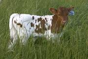 r_1515_s.jpg - Zhiloof x Mile Marker 2006 - Heifer