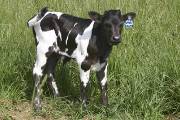 Revolter - Sassy Brassy x Coal Smoke - 2005 Bull - r_1797