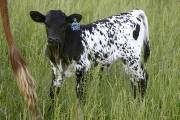 Killers Shado 152/5 - Shadow Of Rose x Over Kill - 2005 Heifer - r_1823