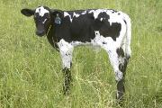 Adrenalina Calf 2005 - Adrenalina x Victory Lap - 2005 Bull - r_1986