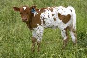 Daz Loofed - Dazmo x Unloofed - 2005 Heifer - r_1987