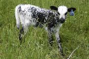 r_1993_s.jpg - High Gunna x Mile Marker - 2005 Heifer