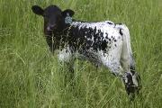 Slick Lady Calf 2005 - Slick Lady x Unloofed - 2005 Bull - r_1995