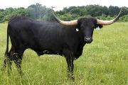 r_2037_s.jpg - Shadow Applause x Unloofed - 2002 Steer