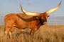 Watusi