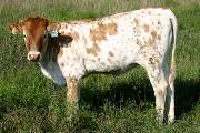 Win Mostly - Mostly High x Winchester - 2005 Heifer - r_3509