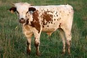 r_3688_s.jpg - All Pressent x Mile Marker - 2005 Bull