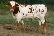Undeniable - Unattainable x Winchester - 2005 Bull - r_3702