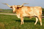 Lawman