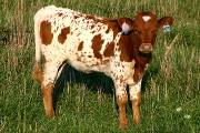Daz Loofed - Dazmo x Unloofed - 2005 Heifer - r_3850