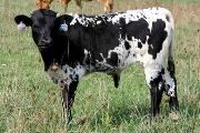 Amenable Calf 2005 - Amenable x Unloofed - 2005 Bull - r_3959