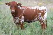Finders Fee - Sticker Shock x Raffles - 2005 Heifer - r_4098