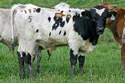 Vision Loof - Vision of Grandeur x Unloofed - 2005 Bull - r_4677