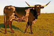 High Quill - I-229993 - r_4760