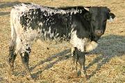 Slick Lady Calf 2005 - Slick Lady x Unloofed - 2005 Bull - r_5464