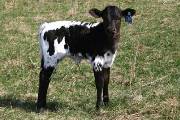 Switch Over - Bait & Switch x Over Head - 2005 Heifer - r_775