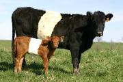 Bright Martha - B-3302 - r_793